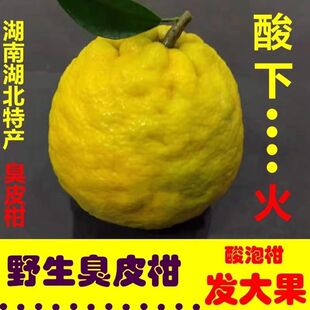 八分熟泡柑湖北臭皮柑新鲜酸抛柑酸泡柑酸柑子臭橘子湖南臭皮柑