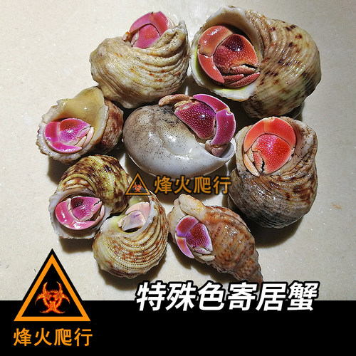 灰白陆寄居蟹彩色西沙特殊色活泼