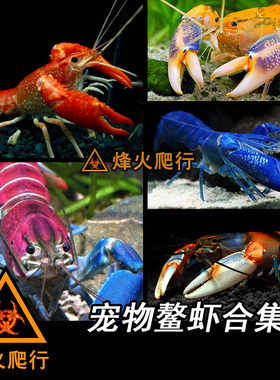 【宠物鳌虾合集】佛蓝白橘螯虾苗人工天空蓝魔观赏活体淡水小龙虾