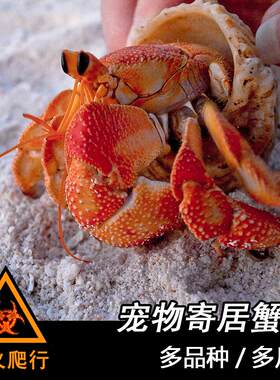 陆生寄居蟹新手入门宠物活物批发
