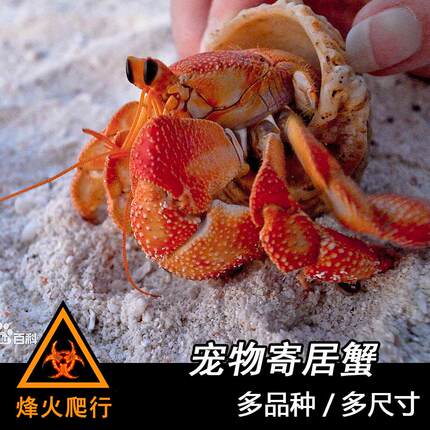 【批发】陆寄居蟹桌面宠物草莓西伯里拉厄瓜淡水送礼【一件起发】