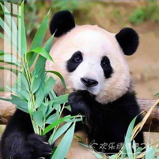满绣客餐厅熊猫可爱动物高颜值手工自己绣卧室简单 十字绣2025新款