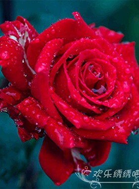 红色玫瑰十字绣线绣新款满绣客厅5D钻石画餐厅手工制作品线绣小件