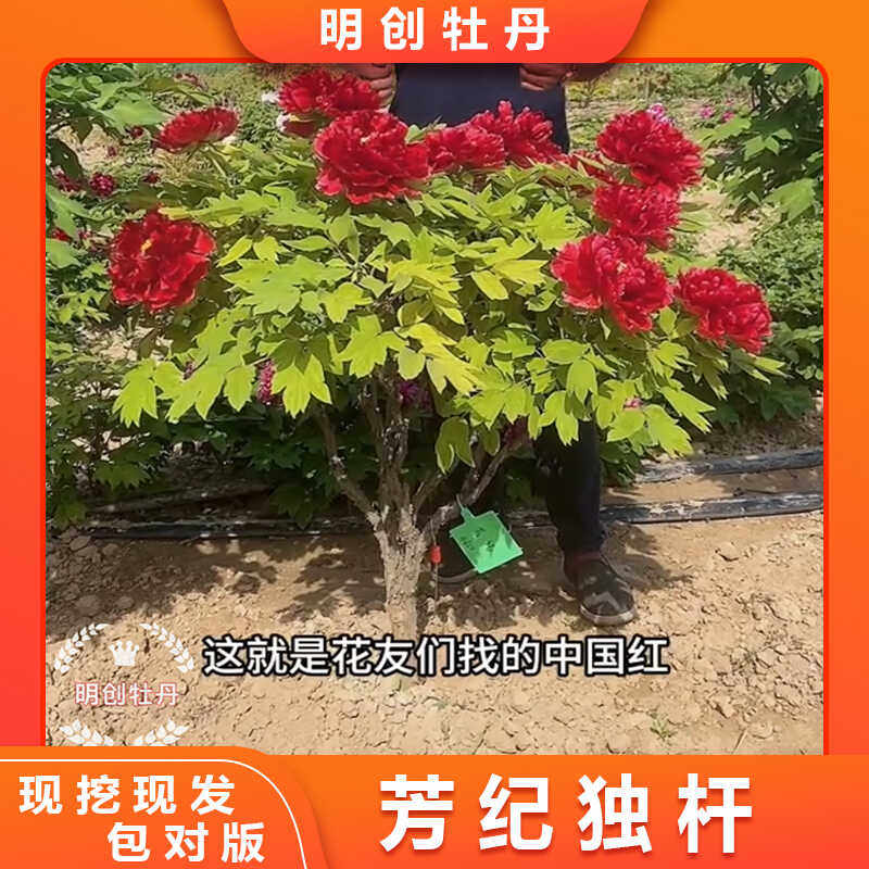 【芳纪独杆】国旗红正红色,重瓣观赏牡丹种苗别墅庭院种植