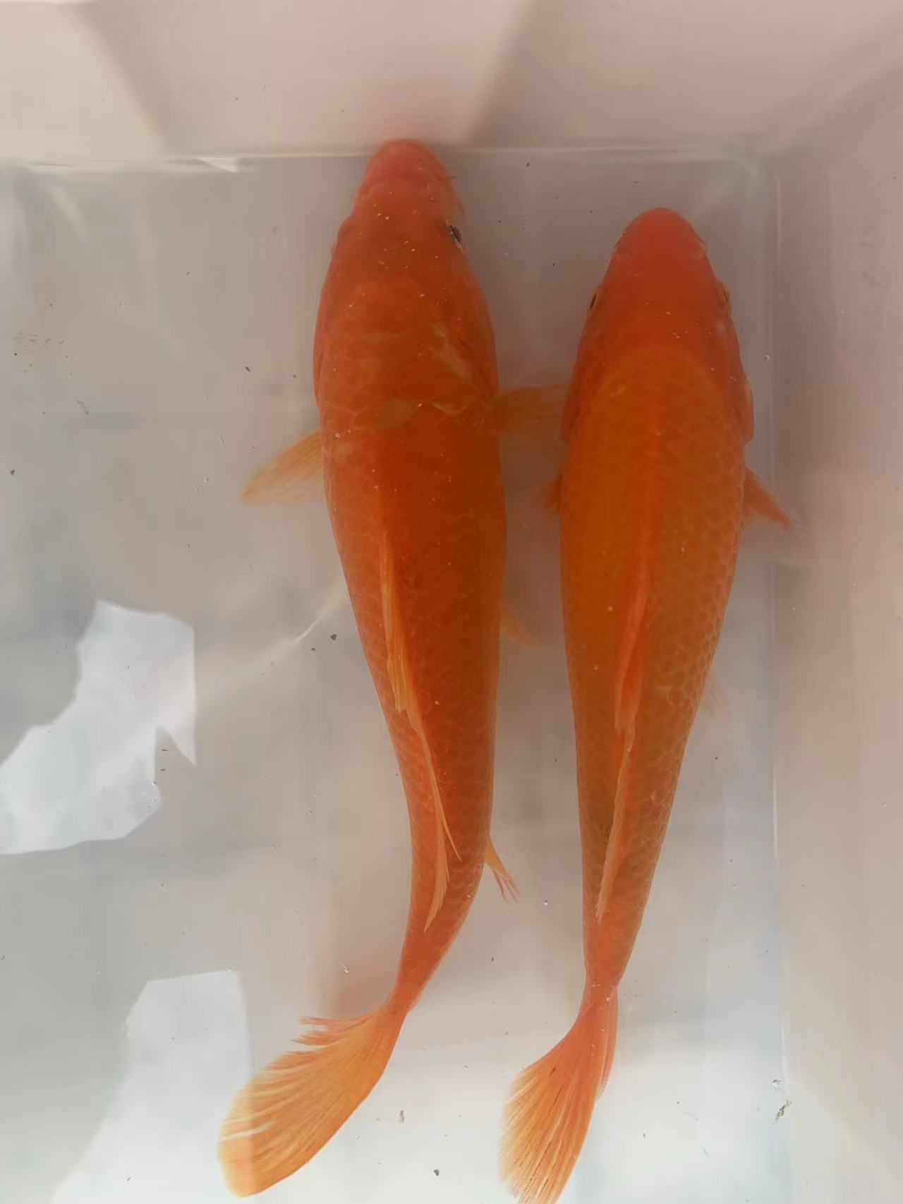 湘云鲤鱼苗兴国红鲤鱼锦鲤鱼镜鲤无鳞鲤鱼小型观赏鱼淡水养殖活体