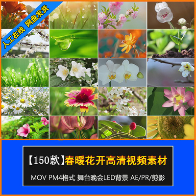 春暖花开春天花朵绽放延时风景鲜花自然植物樱花盛开高清视频素材