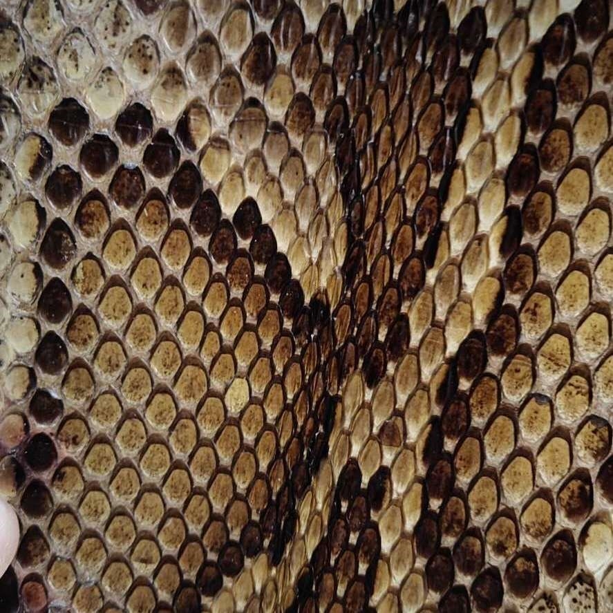 二胡蟒皮金花蟒皮二胡蒙皮三弦蒙皮三弦蟒蛇皮高胡花鼓大筒蒙皮