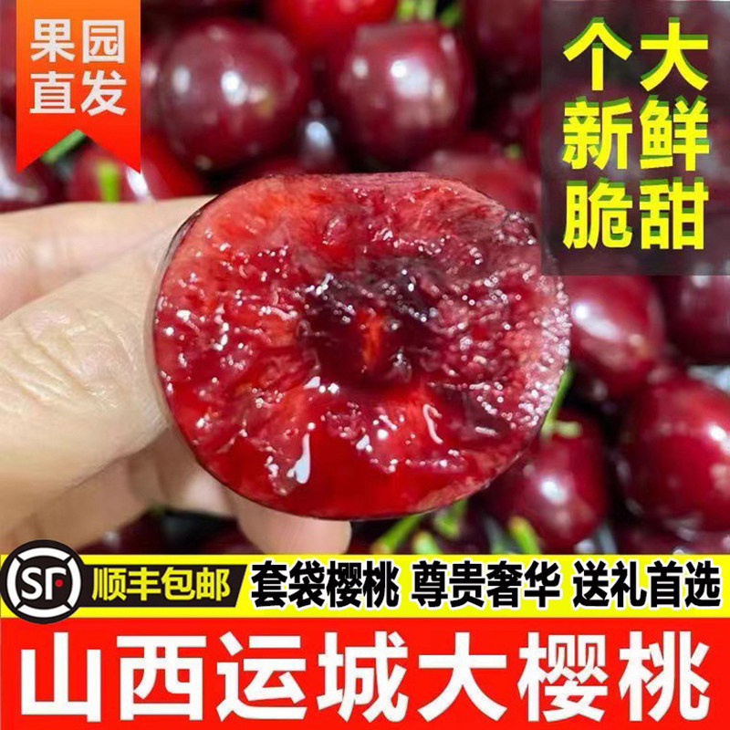 现摘精选山西运城绛县史村露天大樱桃脆甜樱桃国产车厘子孕妇水果