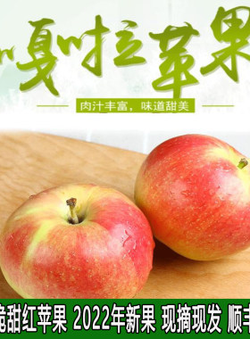 脆甜苹果现摘孕妇水果山西运城