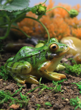 仿真青蛙微景观摆件场景园艺盆景