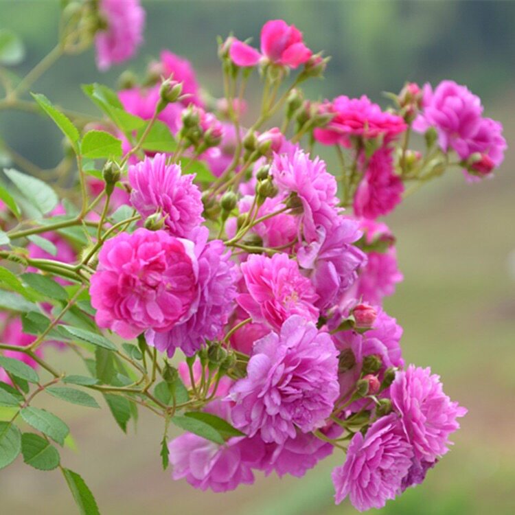 推荐微月甜蜜马车紫红色强香月季阳台庭院盆栽绿植紧凑勤花四季开