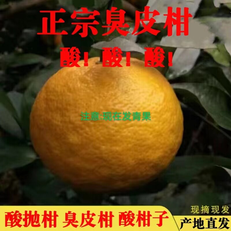 2023农家野生臭皮柑狗屎柑新鲜当季酸橙孕妇水果苦橙抛柑泡酸橘子