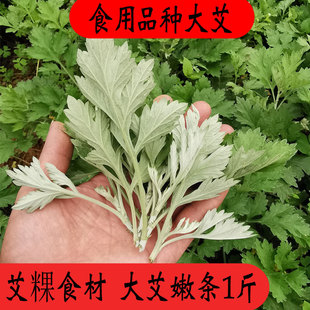 新鲜艾叶嫩叶艾草食用艾草品种青团食用艾草清明艾粿糍粑食用材料