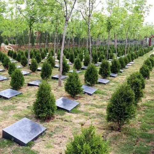 墓地松清明松扫墓侧柏桧柏塔柏