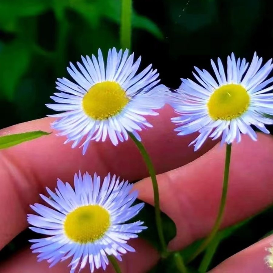一年蓬 瞌睡草大苗 女菀白旋覆花菊科耐寒时令草本花卉