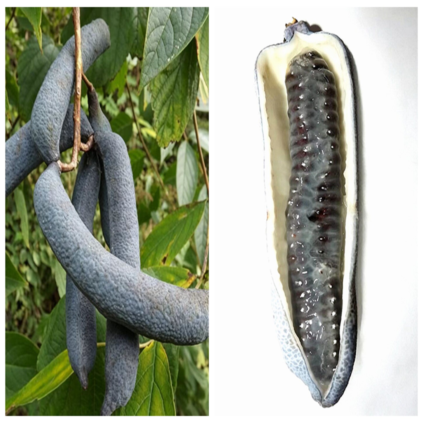 水果可以食用新奇野果