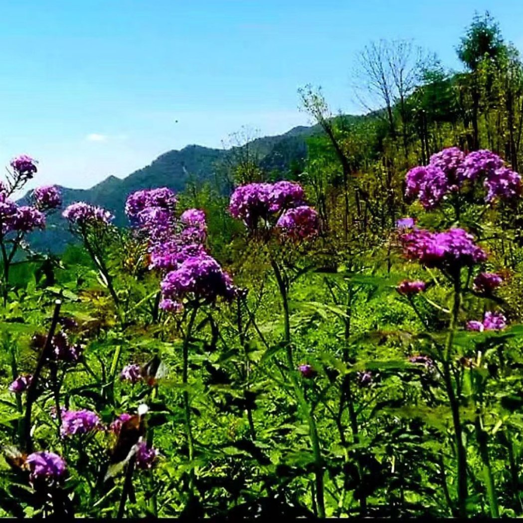 紫花碎米荠 石格菜 十字花科碎米荠属时令草本花卉庭院绿植喜半阴