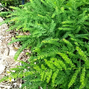 天门冬 千锤打 月牙一枝蒿 多年生落叶庭院观叶耐寒喜阴湿绿植苗