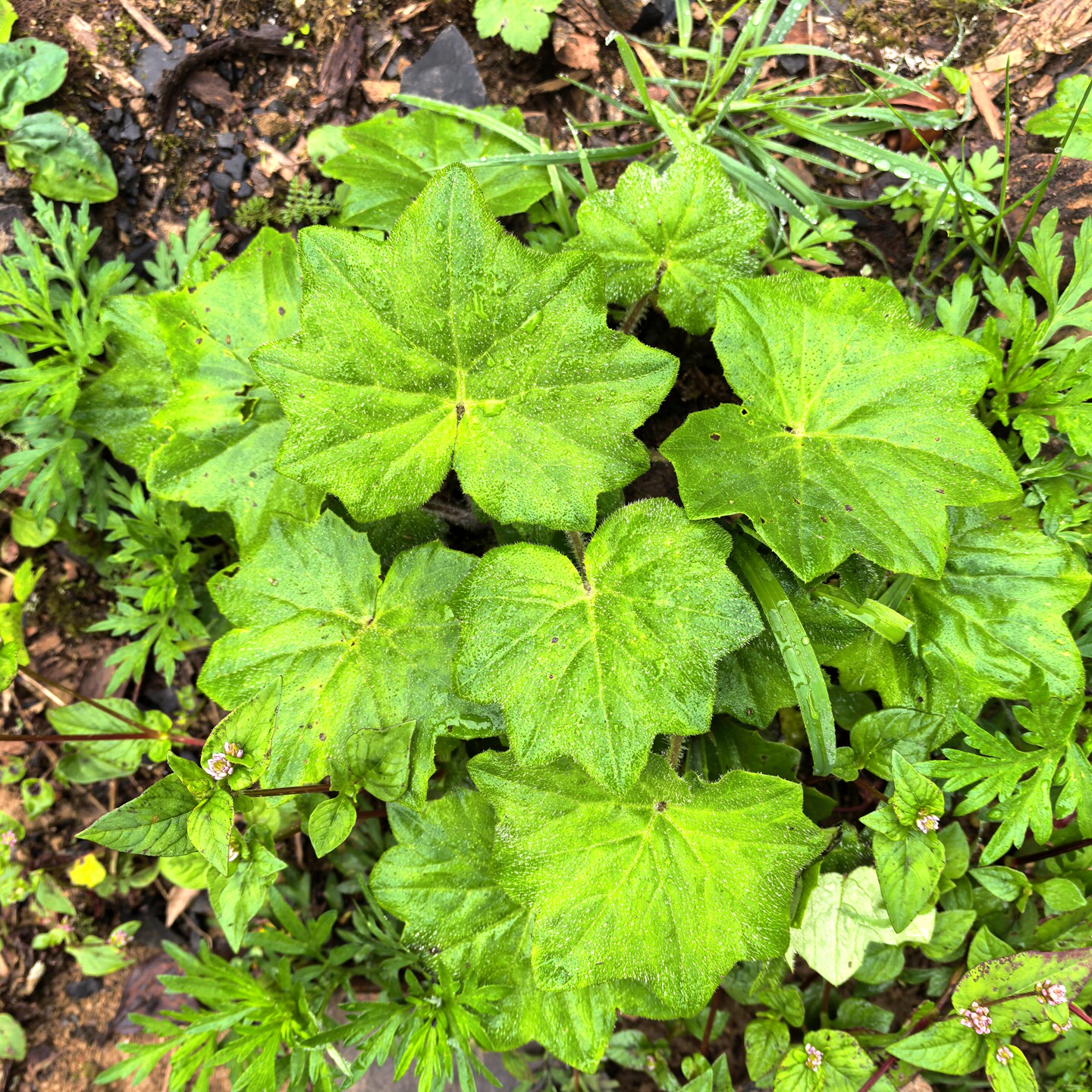 满50包邮 毛茛 植物窗台时令草本花卉盆地栽庭院耐寒易存活喜阳苗