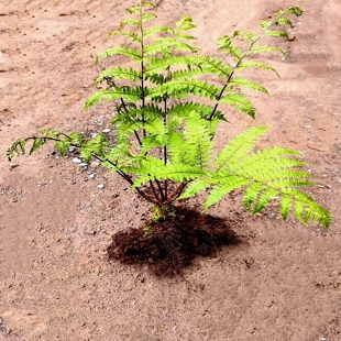 紫柄蹄盖蕨 蕨类 观叶中型落叶绿植物庭院室内园林观赏喜阴湿耐寒