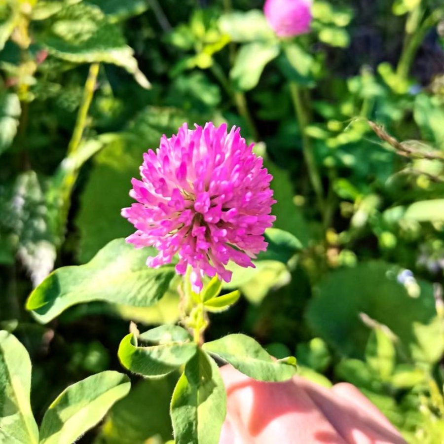 车轴草 红三叶草 小型地盆栽耐寒喜阳肥沃庭院窗台时令草本花卉