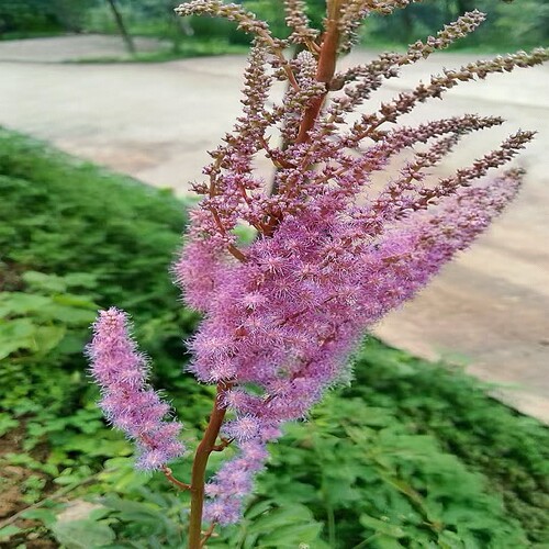 落新妇红升麻小升麻观赏花卉