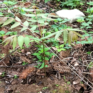 苗落叶乔木 满50 耐寒热庭院地栽嫩叶可食用 椿树 树苗 包邮 香椿