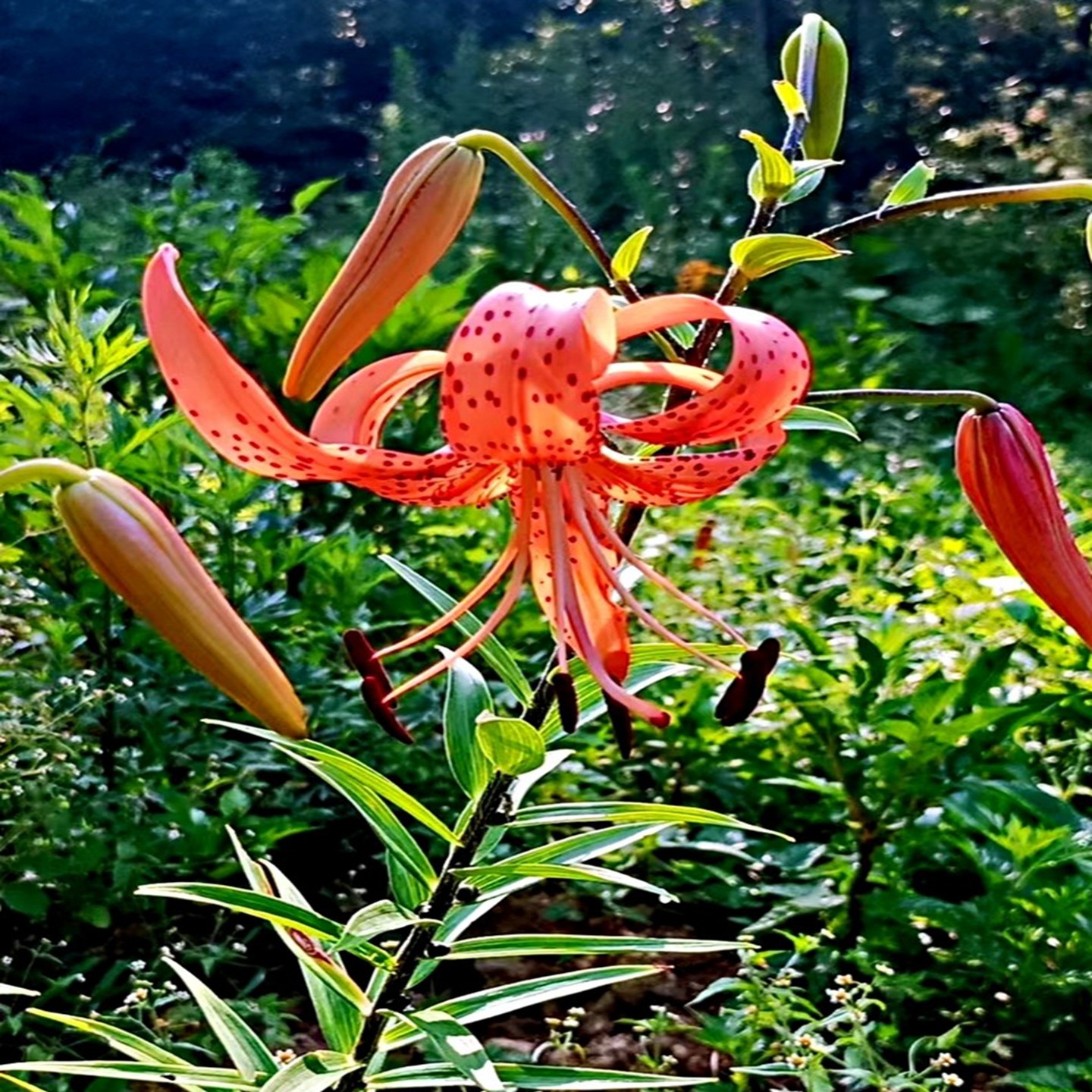 满50包邮 卷丹百合 山丹丹 趣味耐寒地盆栽观赏球根时令草本花卉
