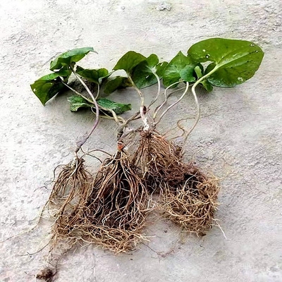 细辛庭院窗台室内小绿植花卉盆栽