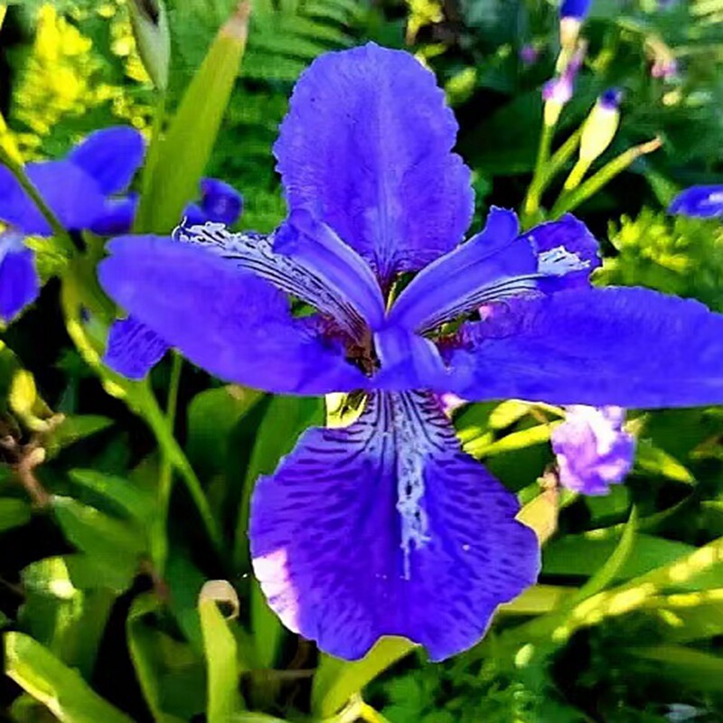 满50包邮 紫花鸢尾 紫蝴蝶时令草本花卉多年生落叶地盆栽耐寒趣味