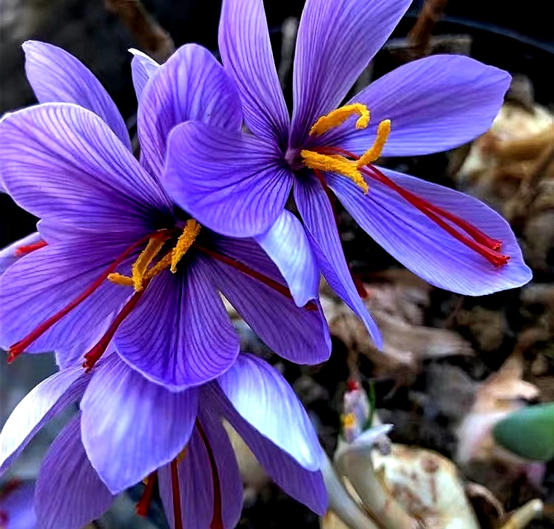 满50包邮 番红花 鸢尾科番红花属球根多年生草本植物观赏庭院耐寒