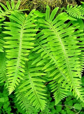 中华水龙骨蕨类植物喜阴湿附生