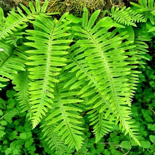 满50包邮 中华水龙骨 蕨水龙骨科水龙骨属庭院喜阴湿附生蕨类植物