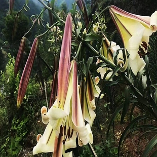 满50包邮 泸定百合 大百合耐寒易活庭院香气宜人半阴时令草本花卉