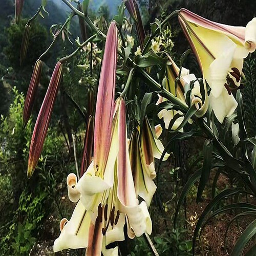 大百合花量多多年生庭院种球夏季