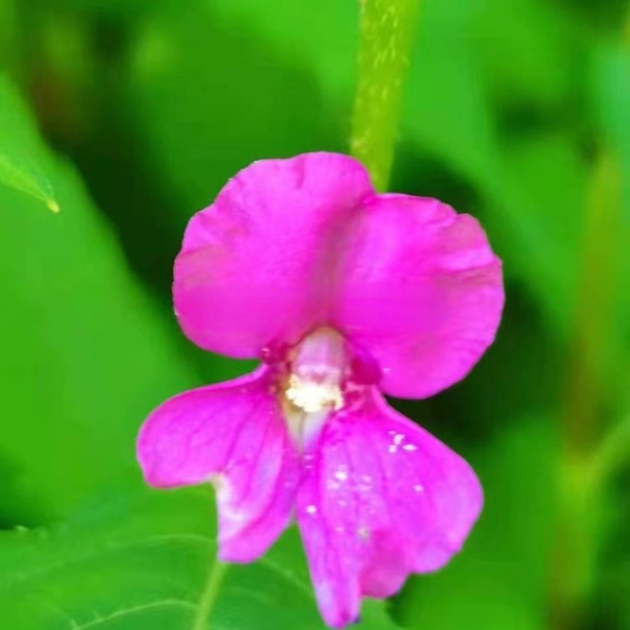 冷水七 凤仙花 苗指甲花时令草本花卉庭院窗台地盆栽多年生植物