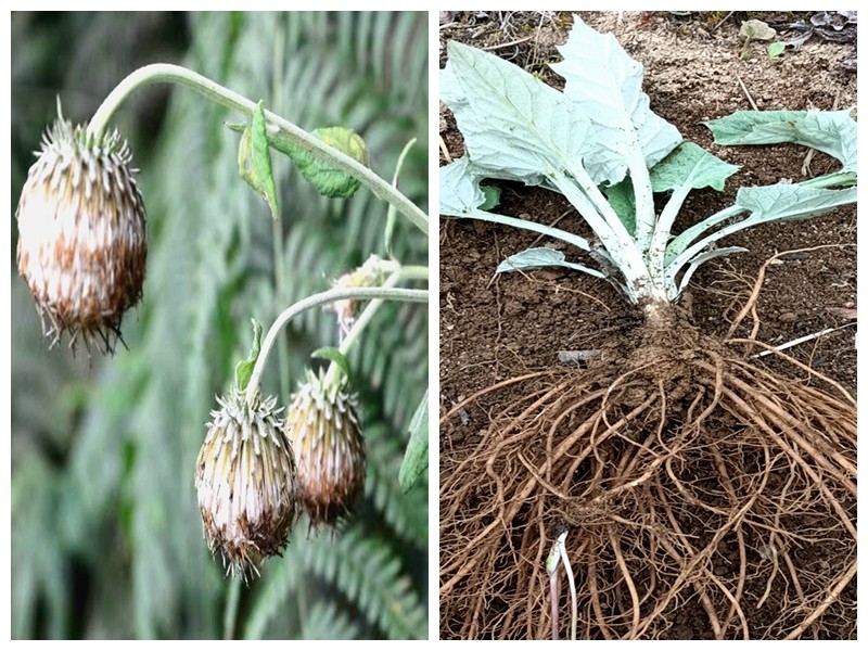 满50包邮 三角叶须弥菊 风毛菊科观赏入药绿植半阴耐寒易栽种大苗