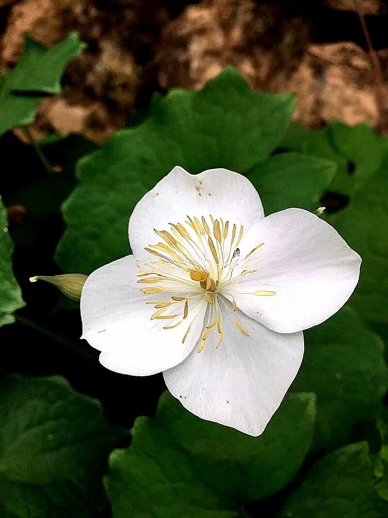 血水草 水黄连广线金腰带 趣味桌面时令草本花卉庭院多年生小绿植