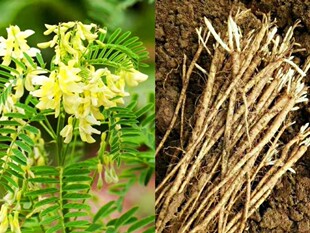 多年生药用草本绿植耐寒喜光照盆地栽庭院标本苗 黄芪 包邮 满50