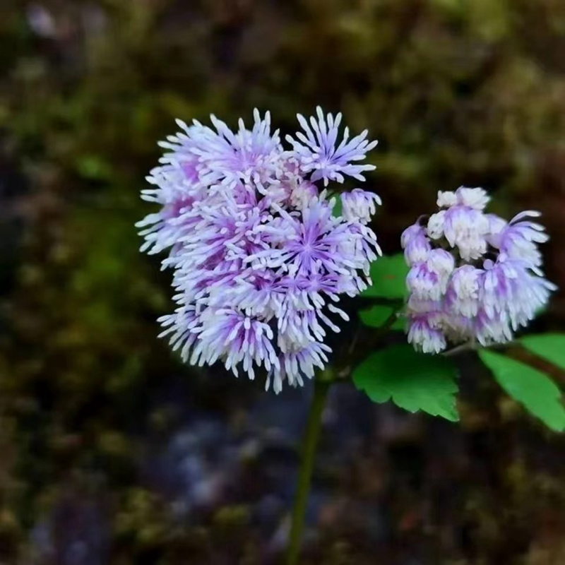 唐松草 黄连黑汉腿 时令草本花卉庭院窗台地盆栽耐寒半阴绿植易活