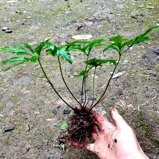 满50包邮 黄连苗 喜阴湿耐寒趣味庭院室内小型常绿植观赏南北方