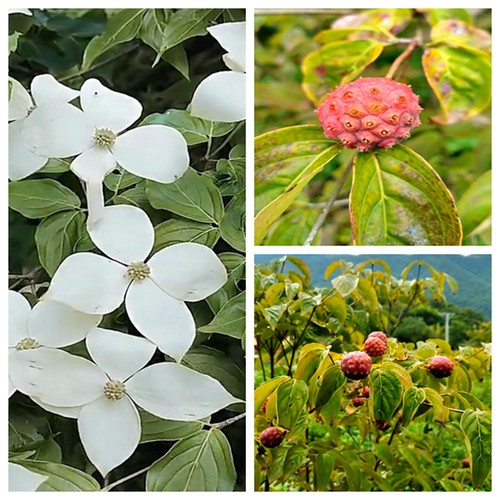 四照花好养庭院观花观叶耐寒热