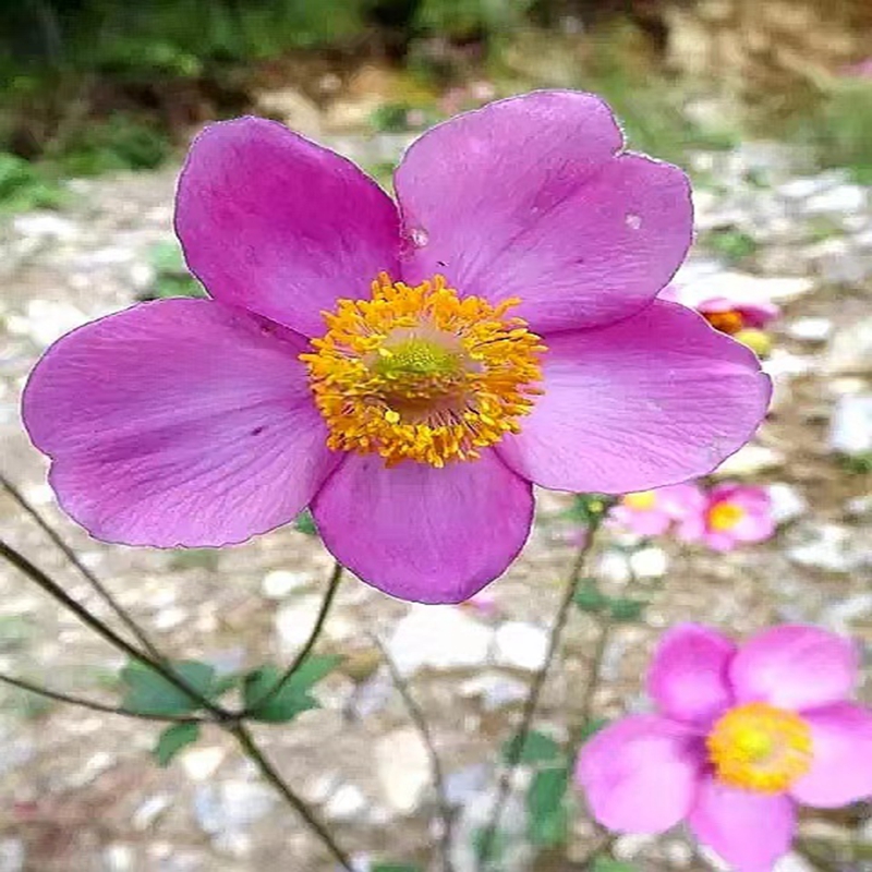 银莲花 野棉花 秋牡丹时令草本花卉宿根银莲庭院落叶绿植阳台耐寒