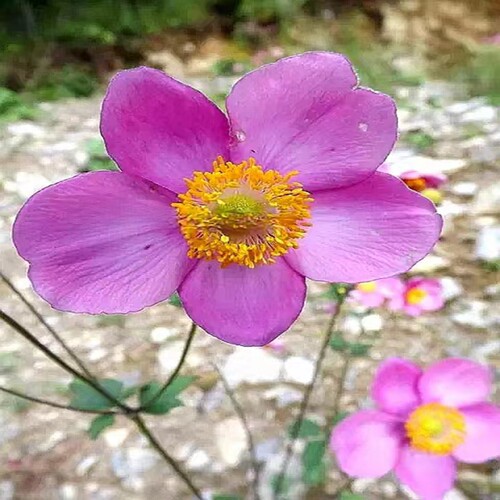 打破碗花花银莲花秋牡丹大头翁