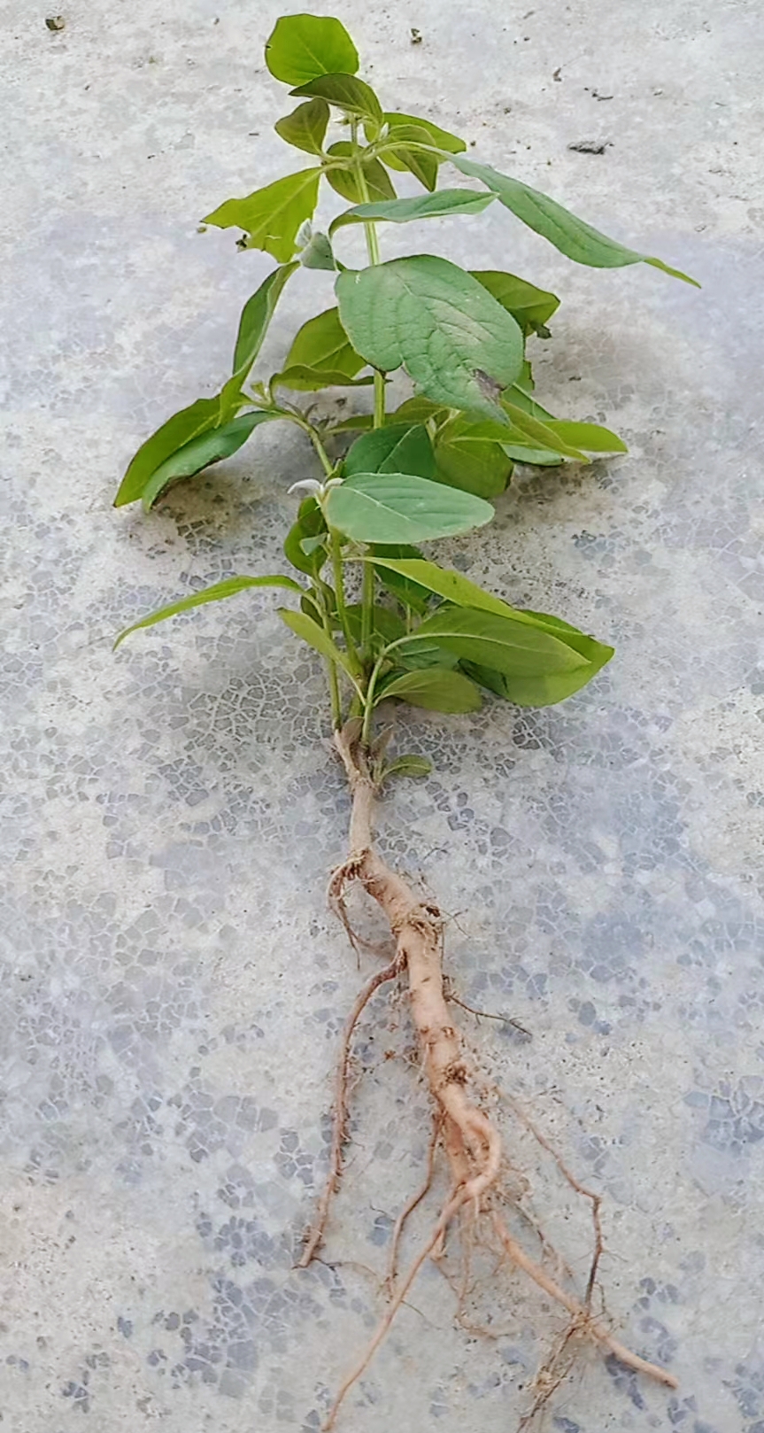 多年生耐寒牛膝庭院观赏药用