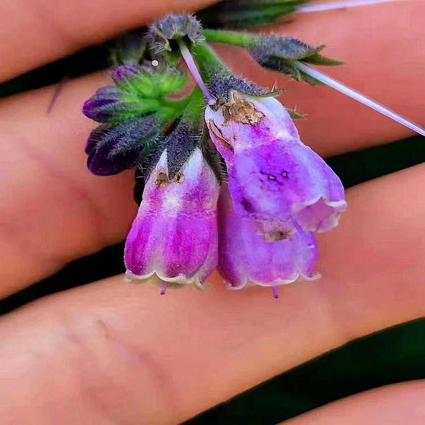 聚合草 紫花友谊草 爱国草 耐寒庭院阳台南北趣味时令草本花卉