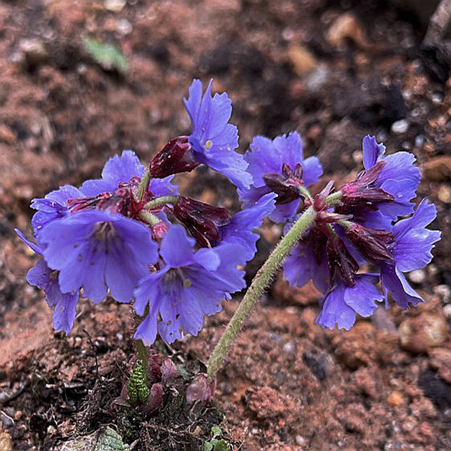满50包邮 报春花 卵叶报春 鄂报春小型绿植喜阴耐寒时令草本花卉