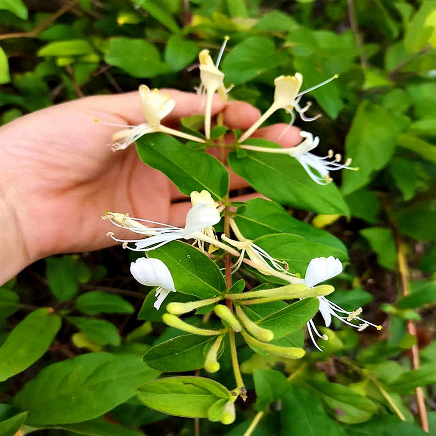 50包邮 金银花 时令草本花卉 攀援绿植盆地栽庭院阳台耐寒阴易活