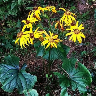 满50包邮 大吴风草 苗金钵盂马蹄香石蕗喜阴湿观赏绿植多年生草本