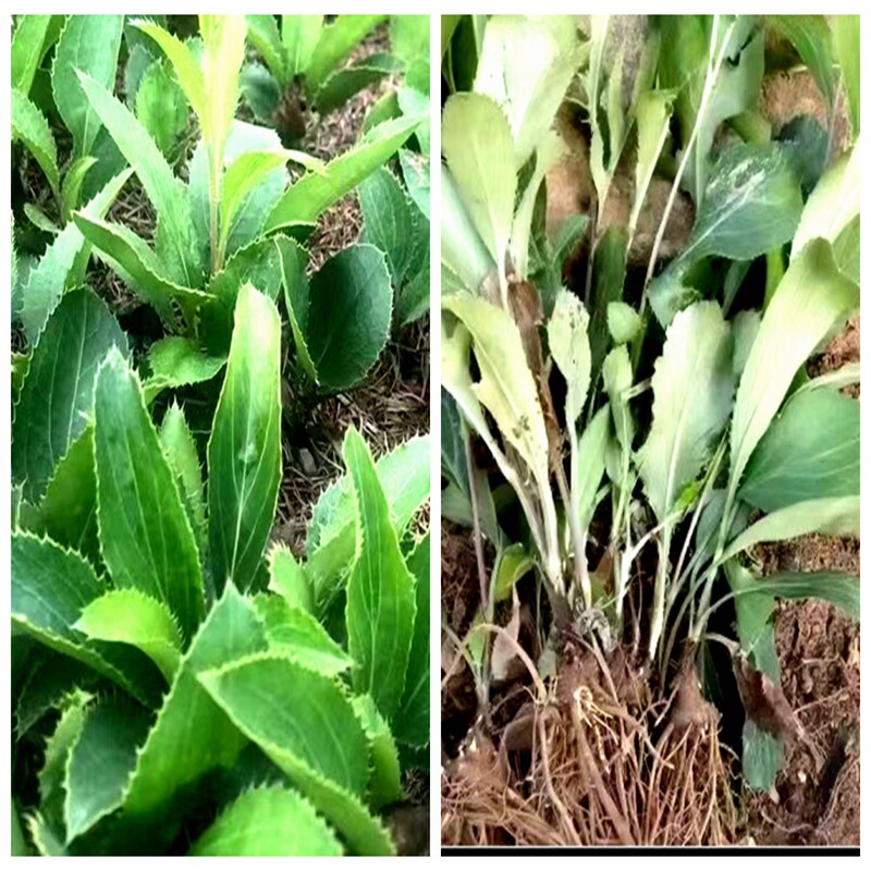 苍术 赤术 苗多年生草本绿植耐寒庭院阳台观赏科普药用植物地盆栽